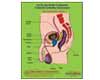 Male Reproductive System Coin Game [Adolescent Health]