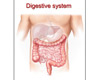 Coin Game (Digestive System) [TLM]